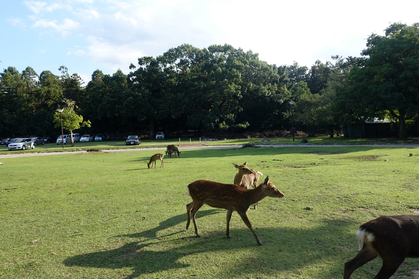 奈良-奈良公園